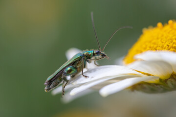 Thick-legged flower beetle (Oedemera nobilis), on Anthemis tinctoria ‘E.C.Buxton’