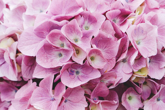 Beautiful fresh hydrangea flowers in full bloom.