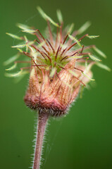 dry thistle flower