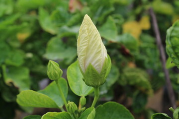 green leaves on the ground