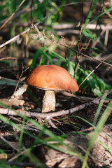 The orange-cup birch mushroom grows in wild forest.