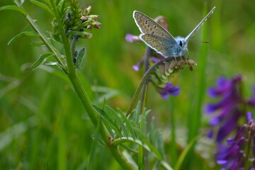Blue Butterfly