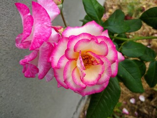 Bicolor rose delicate bud with bright pink border. Rose of Hendel variety