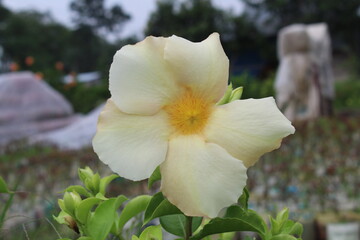 white and yellow flower