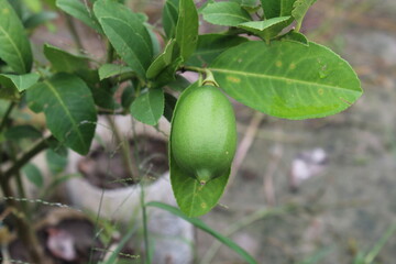 green lemon on a bush
