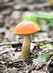 The orange-cup birch mushroom grows in wild forest.