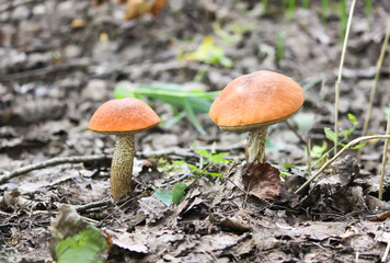 The orange-cup birch mushroom grows in wild forest.