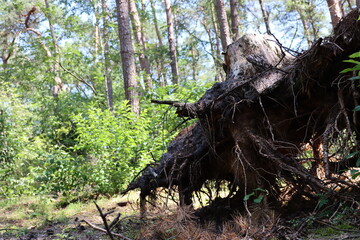 heftiges Wurzelwerk