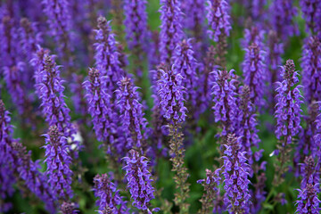 Fototapeta premium Hyssop flower texture close up seen from the high
