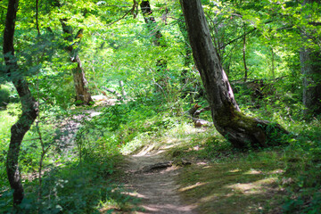 Sunny pine forest in Azerbaijan, Nabran. Deep forest background. Forest trail landscape. Green tree.