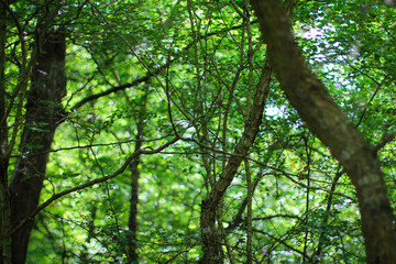 Fototapeta premium Sunny pine forest in Azerbaijan, Nabran. Deep forest background. Forest trail landscape. Green tree.