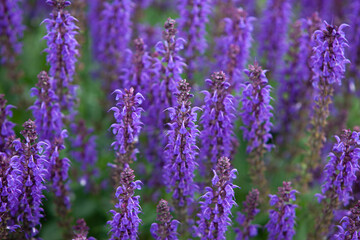 Hyssop flower growing in herb garden close up