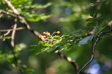 Tree branches in sunlight in summer forest. Light and shadows. Summer nature details.