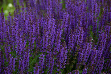 Hyssop herb flower field texture