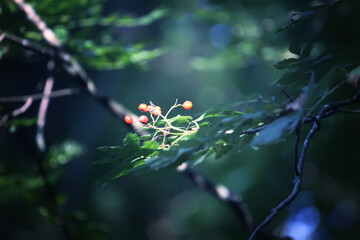 Tree branches in sunlight in summer forest. Light and shadows. Summer nature details.