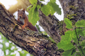 Eichhörnchen sitzt auf dem Baum