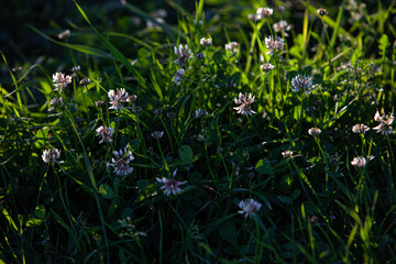 White clover flowers in the grass on sunne summer day