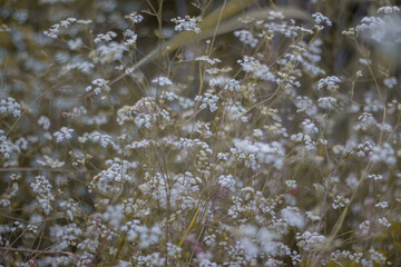 Zanahoria silvestre en un bosque