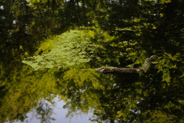 Sunny pine forest in Azerbaijan, Nabran. Deep forest background. Forest trail landscape. Green tree.