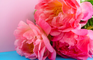 beautiful pink peonies on a colored pink and blue background