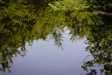 Sunny pine forest in Azerbaijan, Nabran. Deep forest background. Forest trail landscape. Green tree.