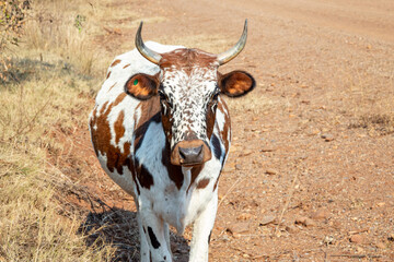 African Nguni cattle on a dirt road with brown and white