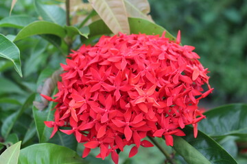 red and white flower