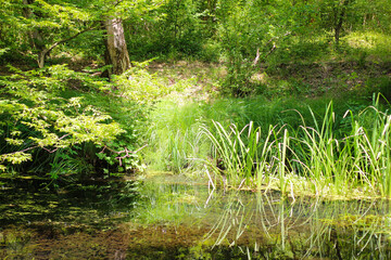 Sunny pine forest in Azerbaijan, Nabran. Deep forest background. Forest trail landscape. Green tree.