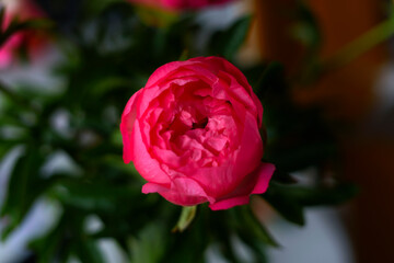 Naklejka premium a bouquet of pink peonies
