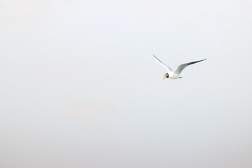 SeaWhite seagull with orange beak is flying in the air. Flying bird on white sky.