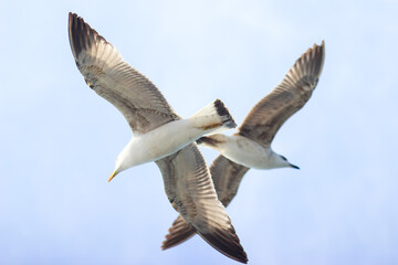 Fototapeta na wymiar Bottom view of two white seagull flying cross in the blue sky. Freedom concept. 