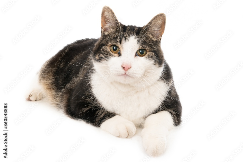 Poster closeup shot of a cute black and white cat lying isolated on a white background