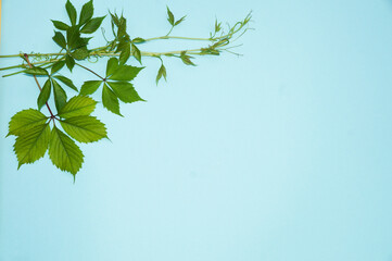 Summer composition. Leaves of the creeper on blue background. Summer concept. Flat lay, top view, copy space,