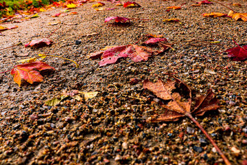 Maple leaves and fallen apples on the grass. Falling leaves natural background.