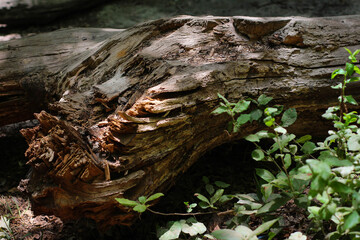 Sunny pine forest in Azerbaijan, Nabran. Deep forest background. Forest trail landscape. Green tree.