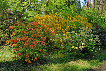 Drzewa i kolorowe kwiaty azali