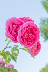 Pinkfarbene Kletterrose / pink climbing rose
