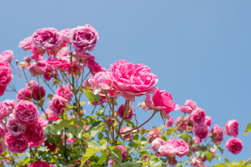 Pinkfarbene Kletterrosen / pink climbing roses
