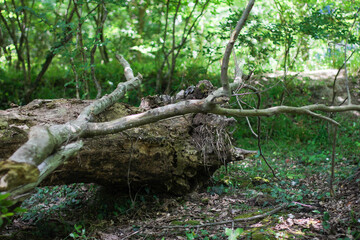 Sunny pine forest in Azerbaijan, Nabran. Deep forest background. Forest trail landscape. Green tree.