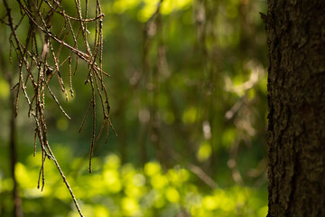 Nature blurred background with empty copy space and old dry fir tree branch.