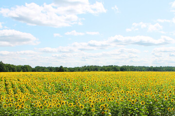 field of blooming sunflower on a background of forest and cloudy sky