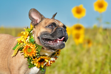 Laughing French Bulldog dog wearing a floral sunflower collar in flower field