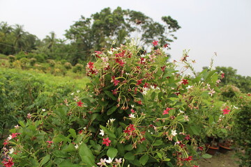 red flowers in the garden