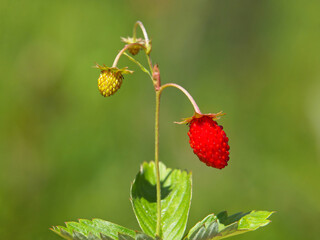 Wild strawberry with ripe red fruit, Fragaria vesca