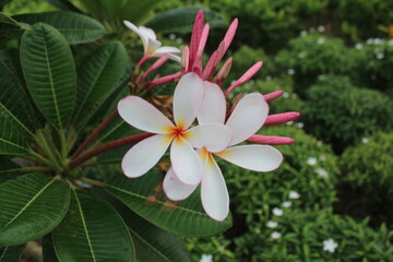 pink frangipani flower