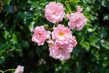 Rosafarbene Beetrosen / Rose floribunda