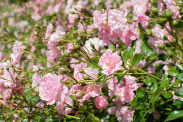 Rosafarbene Beetrosen / Rose floribunda