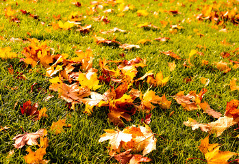 Maple leaves and fallen apples on the grass. Falling leaves natural background.