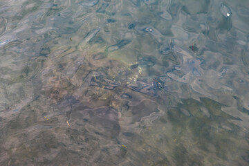 Caretta caretta turtle from Argostoli on the island of Kefalonia Greece