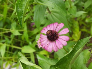 zinnia elegant beautiful flower looking awesome. it is planted in garden, loon, flower pots found in different colour red pink yellow 
